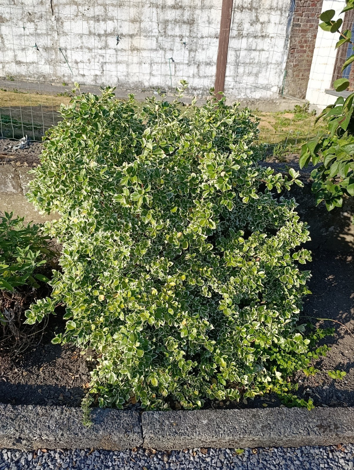 euonymus fortunei fusain du Japon, Enlèvement, Arbuste