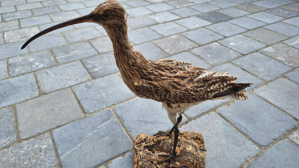 Taxidermie van verschillende soorten vogels en dieren, Enlèvement