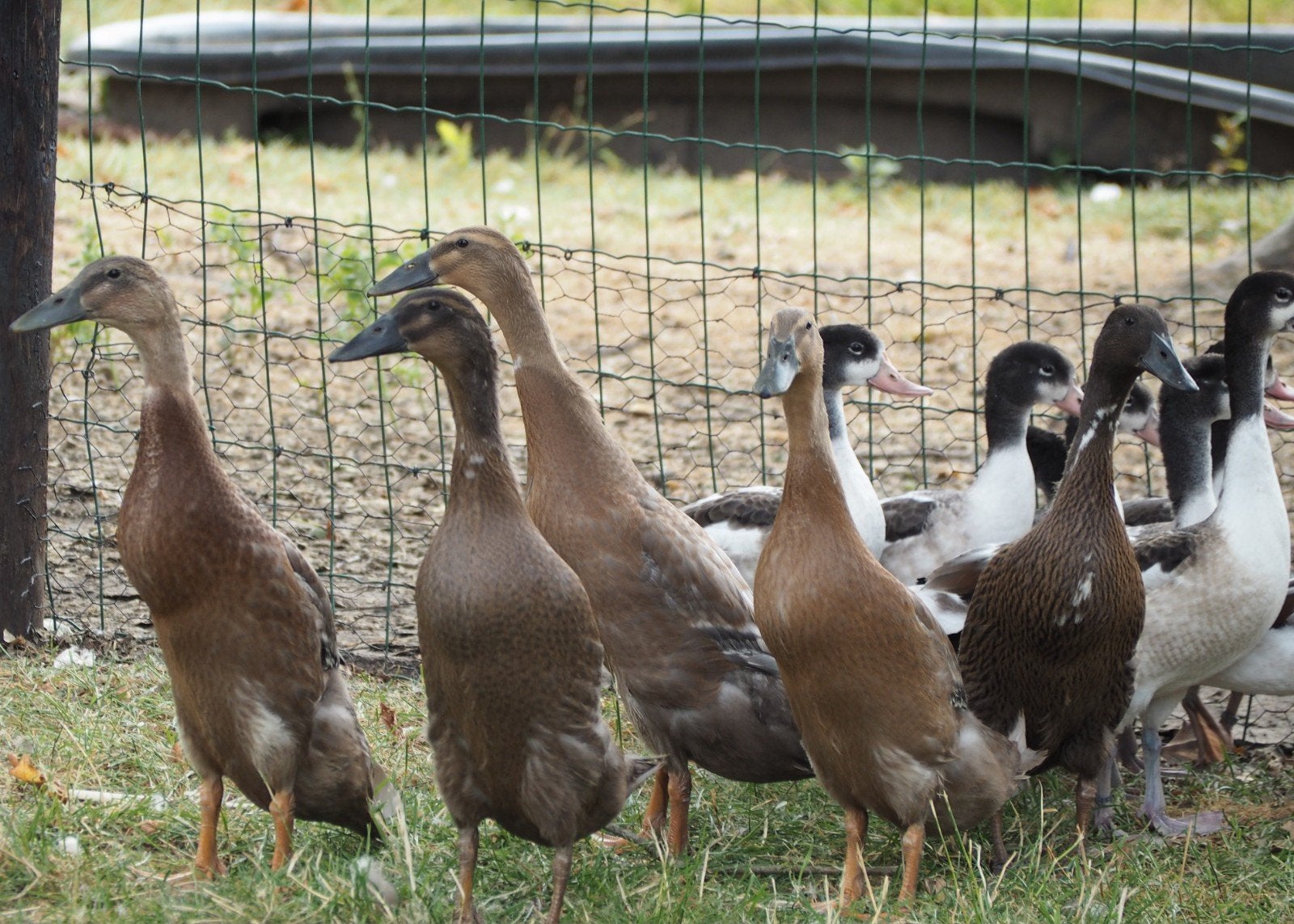 Eenden loopeenden, Animaux & Accessoires, Volatiles, Plusieurs animaux, Canard