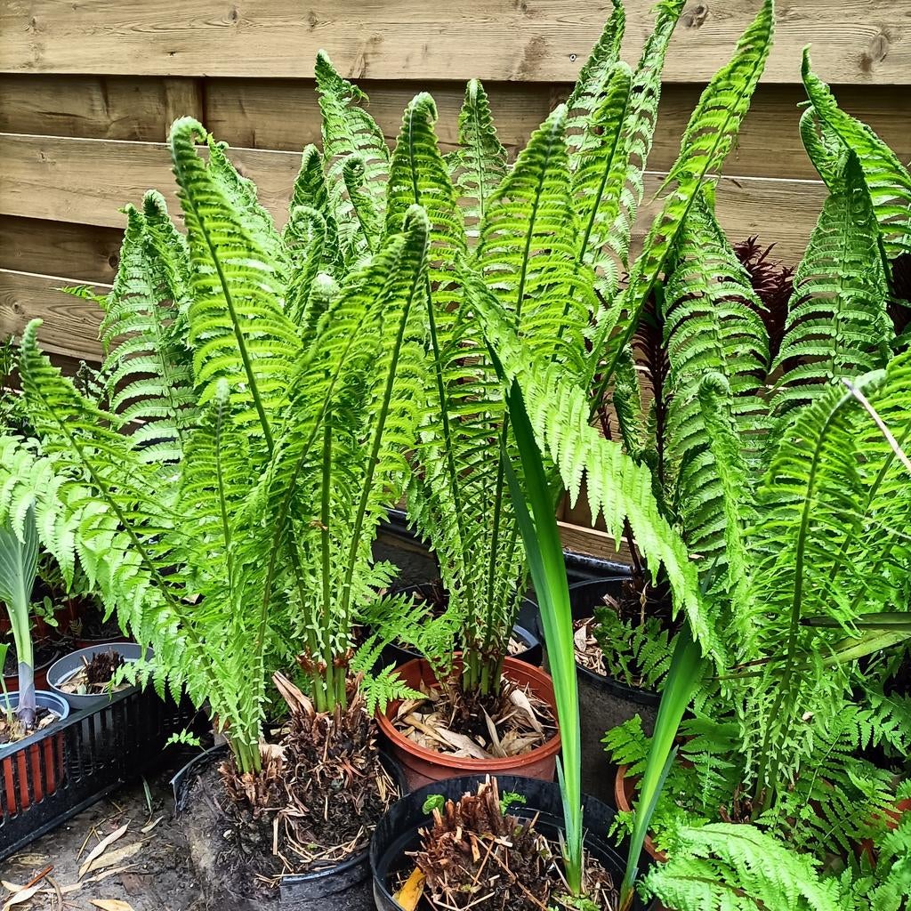 Matteuccia Struthiopteris, Jardin & Terrasse, Plantes | Jardin, Enlèvement, Fougères