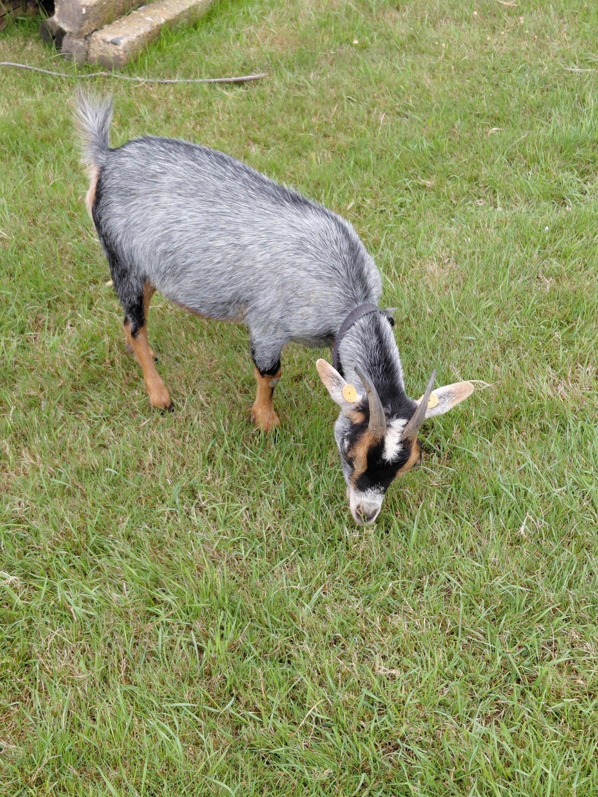 lieve blauwschimmel dwerggeitje, Dieren en Toebehoren