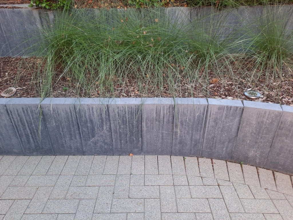 Planten - siergrassen GRATIS, Tuin en Terras, Ophalen, Volle zon, Vaste plant, Siergrassen