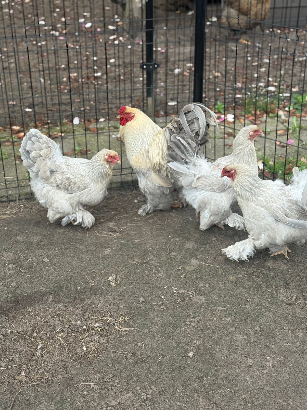 Brahma groothoender hennen en hanen, Dieren en Toebehoren