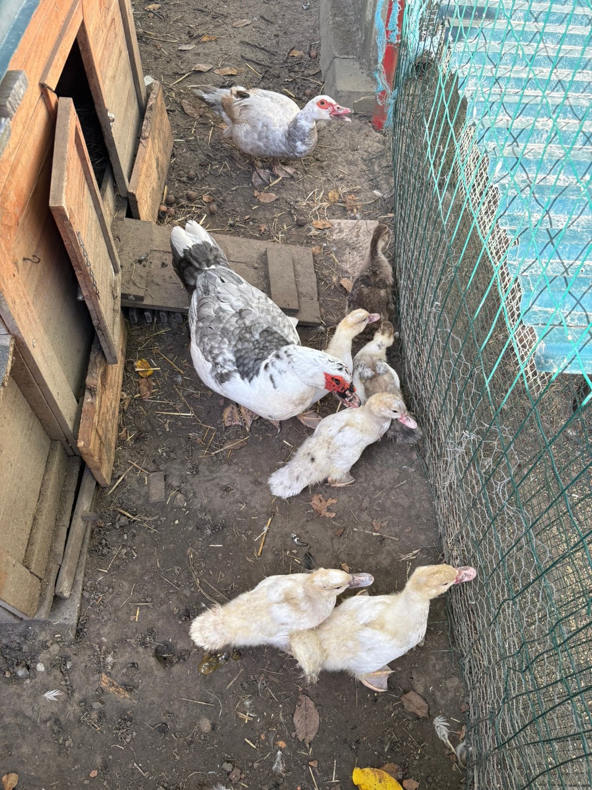 Barberie kuikens, Dieren en Toebehoren, Meerdere dieren, Eend