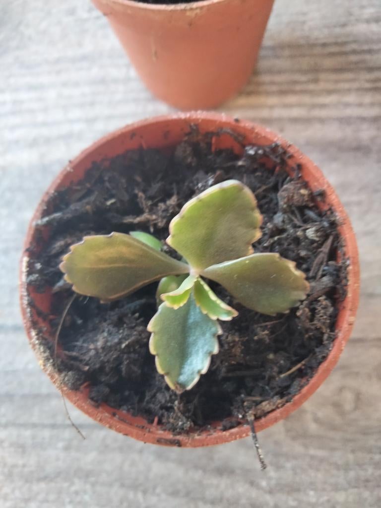 Kalanchoë, Ophalen