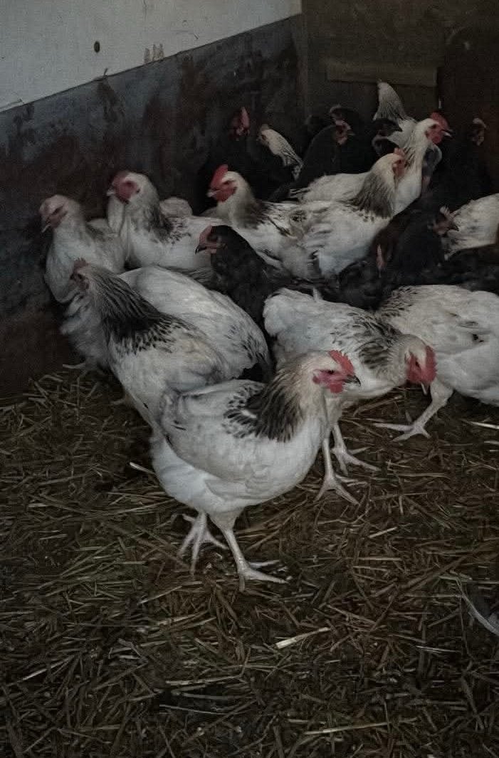 Jonge hanen te koop