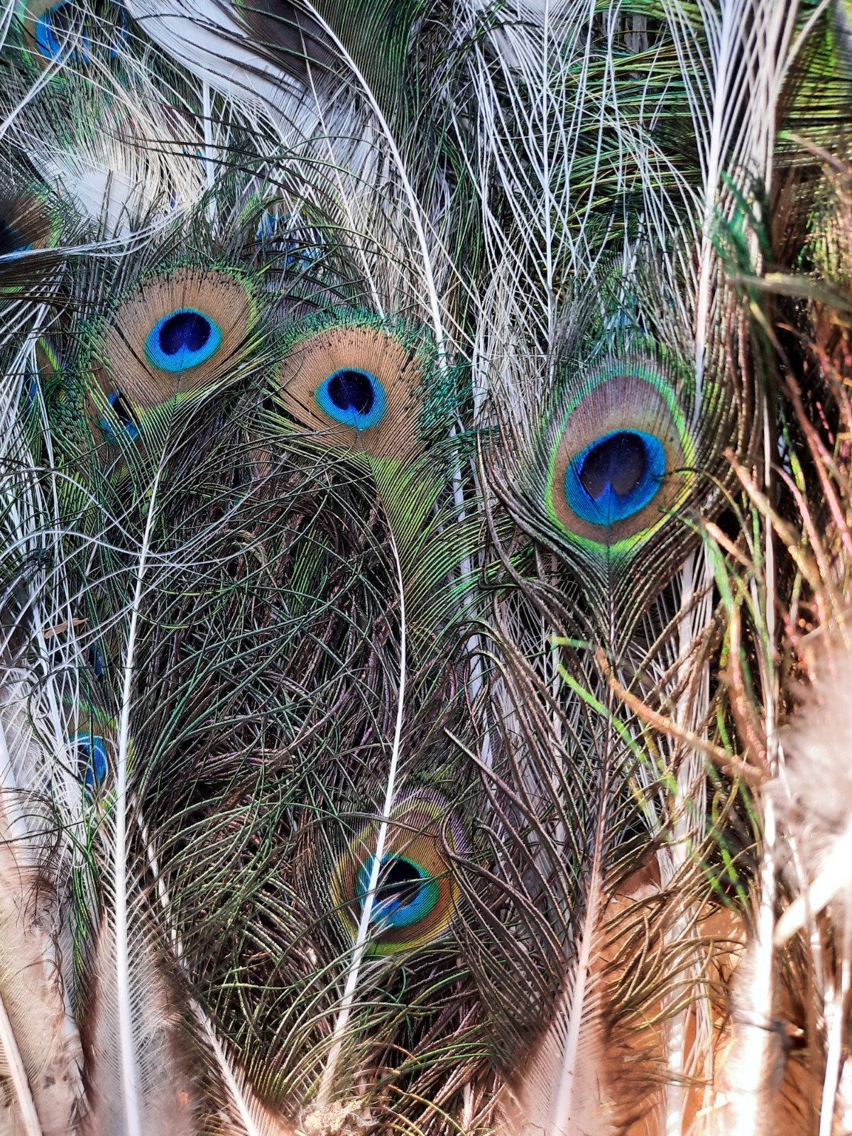 pauwen pluimen, Dieren en Toebehoren