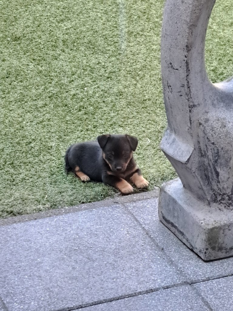 Hele knappe Jack russel., Dieren en Toebehoren, Honden | Jack Russells en Terriërs, CDV (hondenziekte), Jack Russell Terriër, 8 tot 15 weken