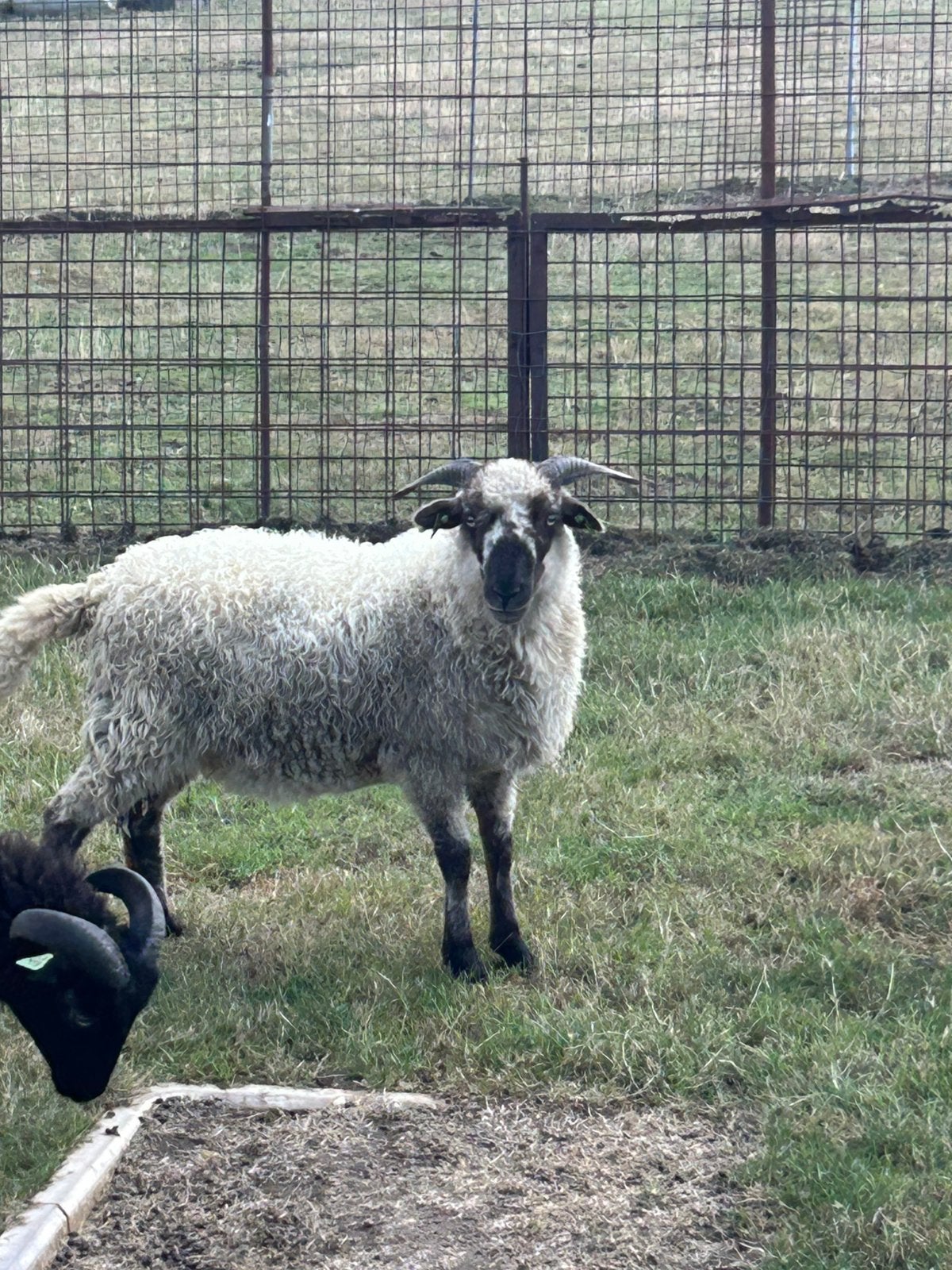 Zeer mooie jonge ooi kruising zwartneus schaap, Dieren en Toebehoren, Schapen, Geiten en Varkens, Vrouwelijk, Schaap