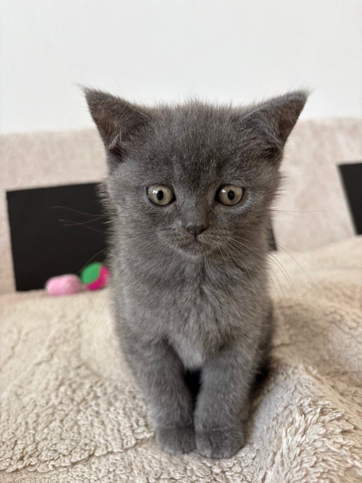 Britse korthaar 10 weken oud, Dieren en Toebehoren, Katten en Kittens | Raskatten | Korthaar, Poes, Ontwormd, 0 tot 2 jaar