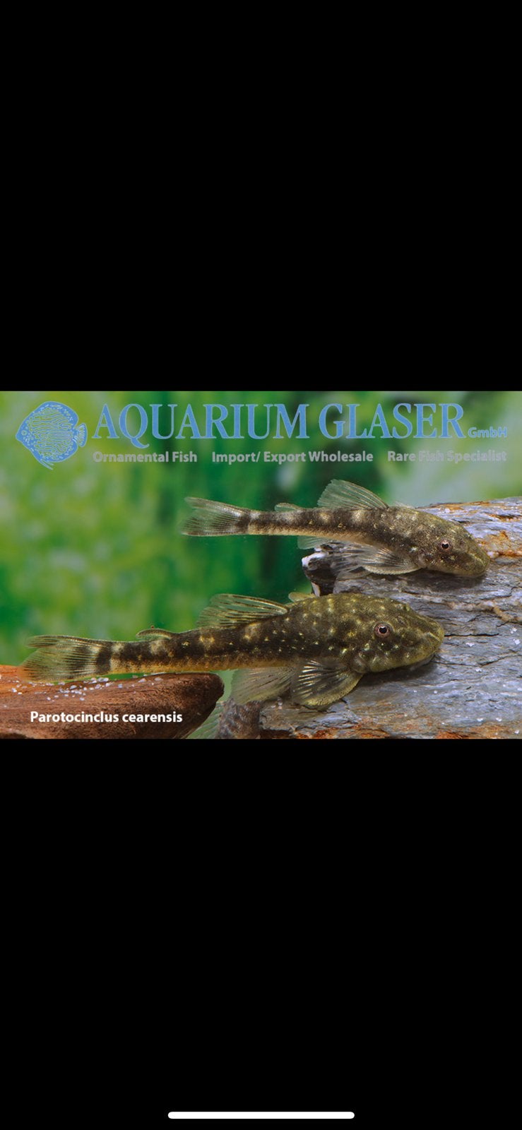 1.2 Parotocinclus caerensis, Animaux & Accessoires, Poissons | Poissons d'aquarium, Poisson d'eau douce, Poisson