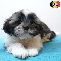 Lhasa Apso-pups met een nobele uitstraling te koop, Parvo, België, 15 weken tot 1 jaar, Meerdere