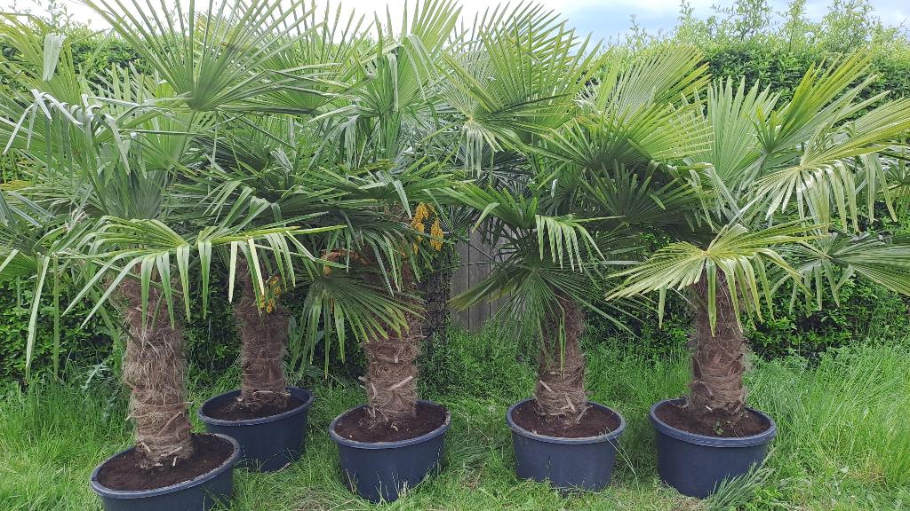 Palmboom fortunei, 100 tot 250 cm, Zomer, Palmboom, Ophalen