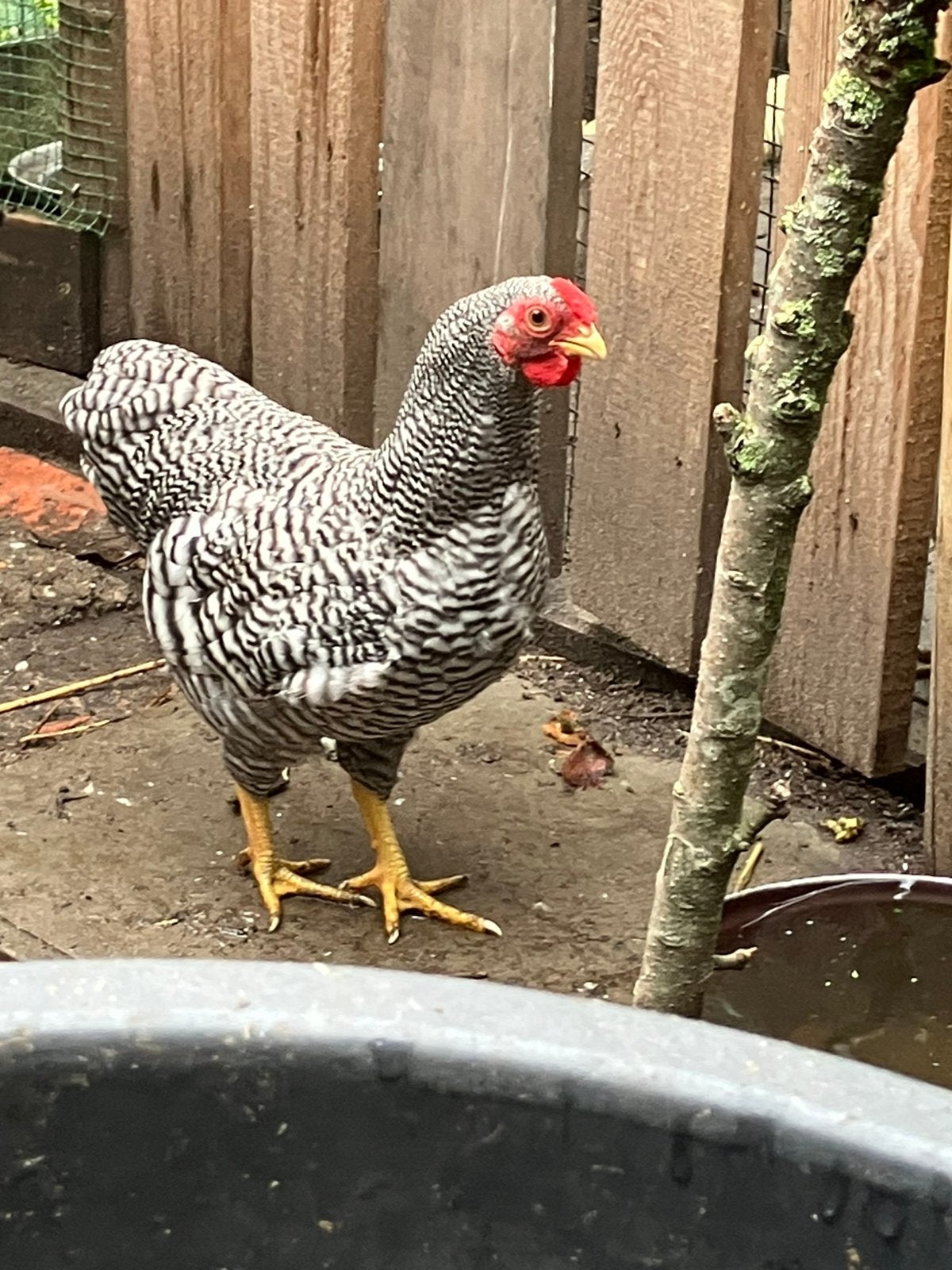 Wyandotte kriel, Dieren en Toebehoren