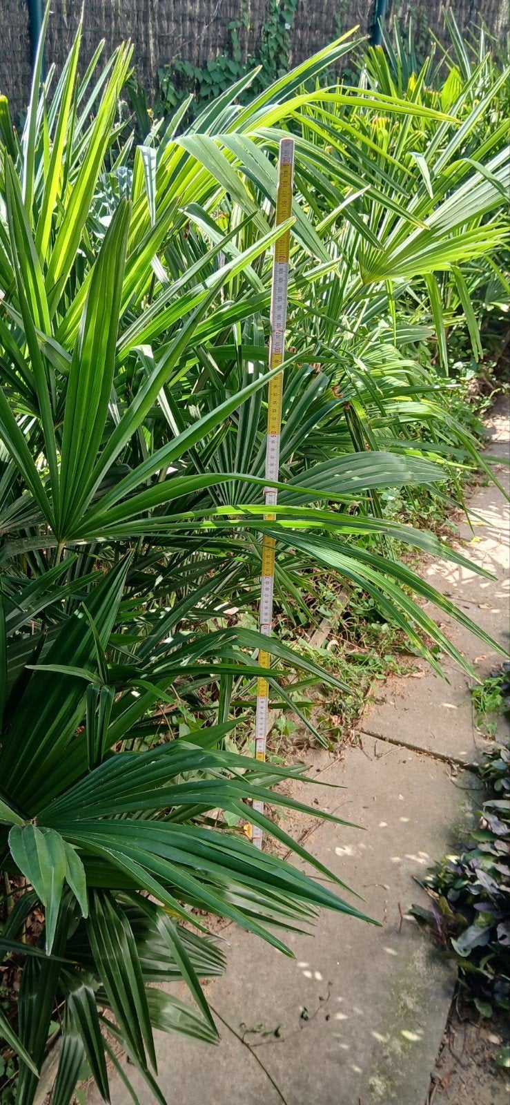 palmiers très sains Trachycarpus Fortunei, Enlèvement, Plante fixe