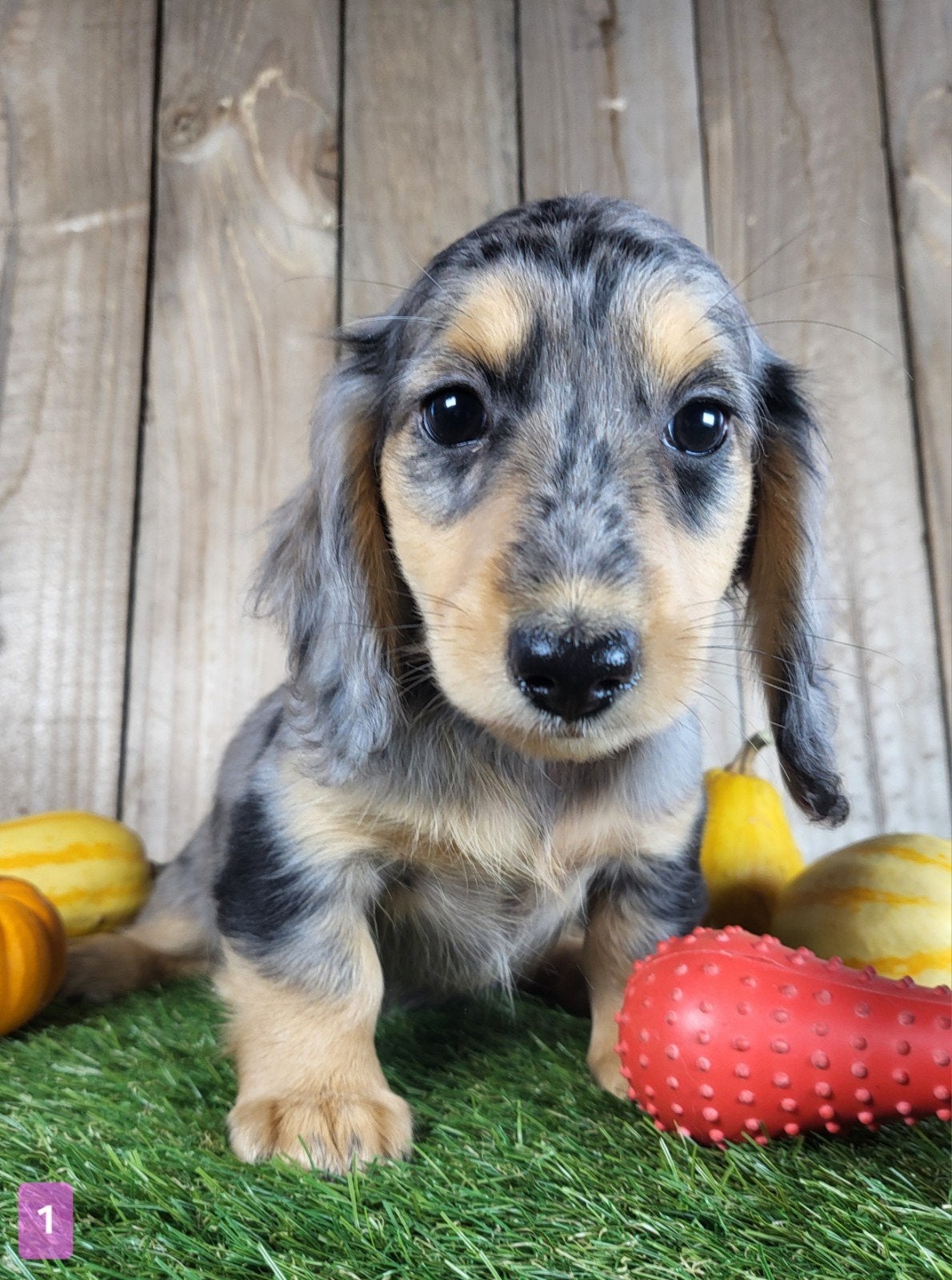 langharige Caninchen Teckel / Dachshund/ Teckel, Dieren en Toebehoren, Kaninchen, België, CDV (hondenziekte), 8 tot 15 weken