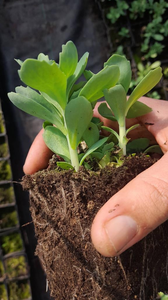 Sedum hemelsleutel, Tuin en Terras, Planten | Tuinplanten, Ophalen, Bodembedekkers, Vaste plant, Halfschaduw