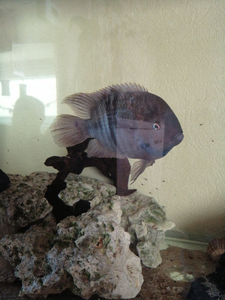 Vissen Costa Rica, Dieren en Toebehoren, Vis, Zoetwatervis
