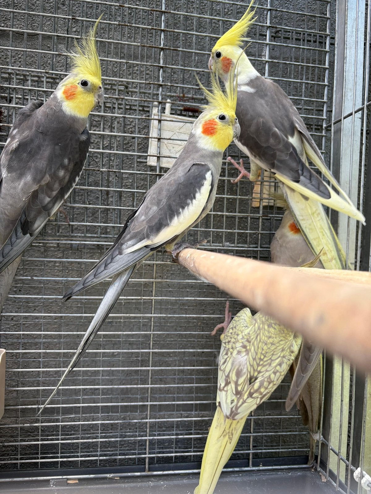Valkparkiet, Dieren en Toebehoren