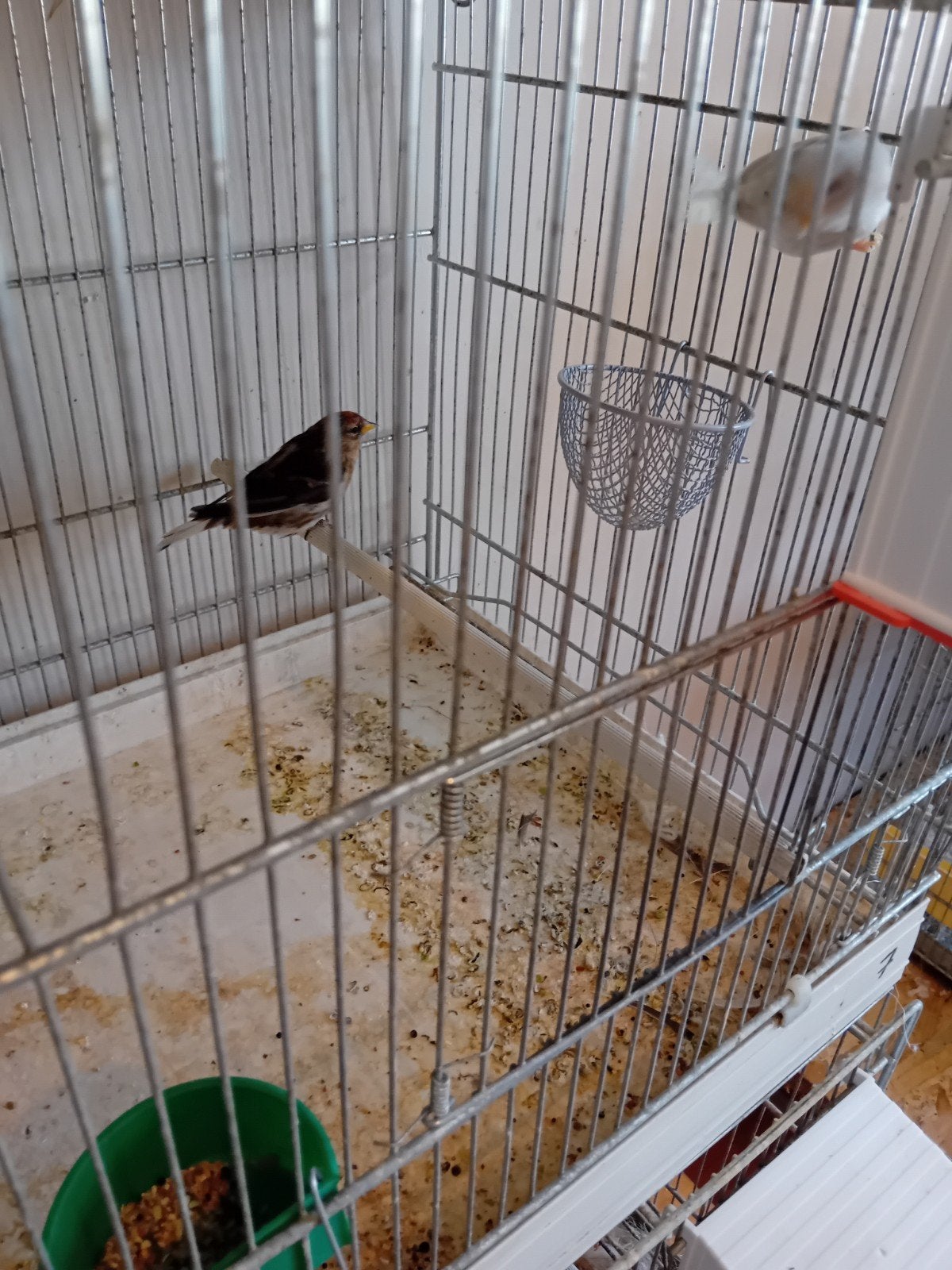 Koppel bonte barmsijsen 25, Animaux & Accessoires, Oiseaux | Oiseaux Autre