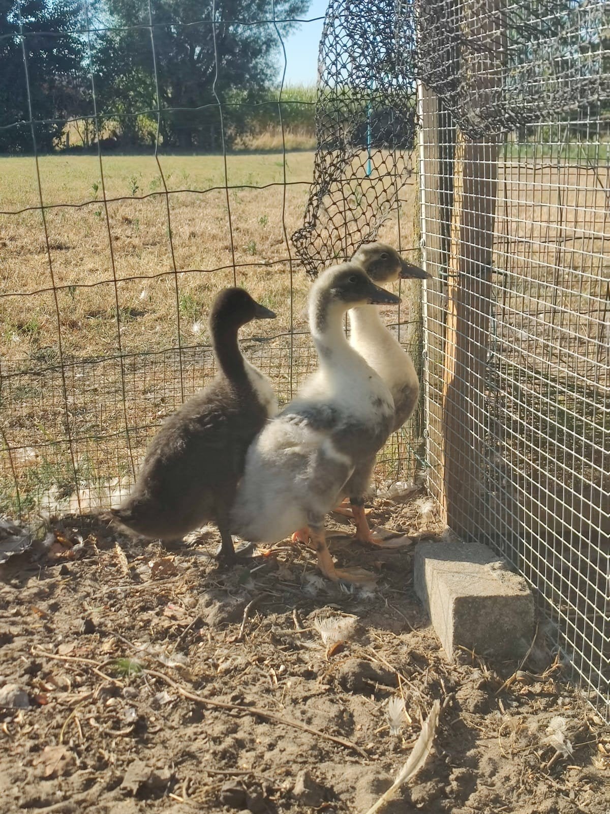 eenden kuikens en oudergroep, Canard