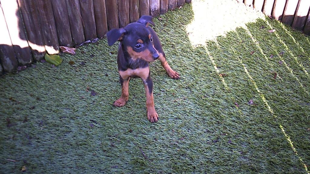 Dwergpinscher pups, Animaux & Accessoires, Chiens | Bouledogues, Pinschers & Molossoïdes, Autres races, Plusieurs, Hépatite contagieuse (maladie de Rubarth)