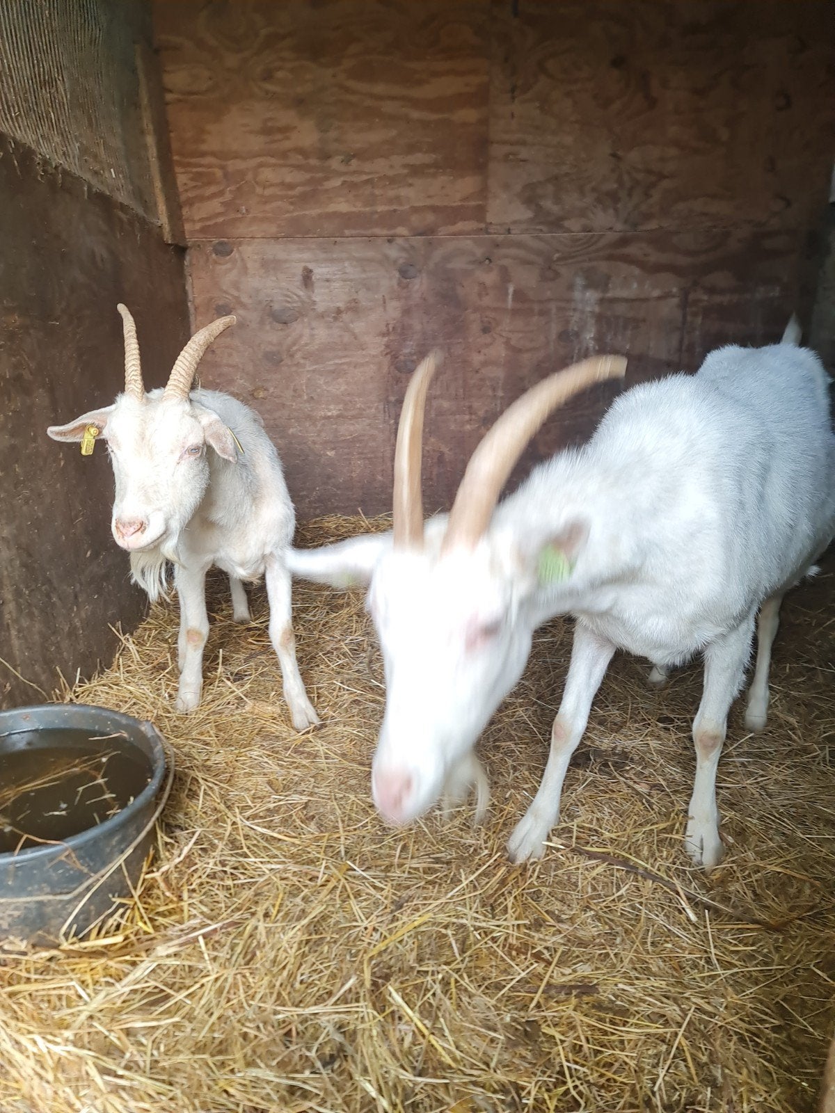3 melkgeiten 1 dragend, Femelle, Chèvre, 0 à 2 ans