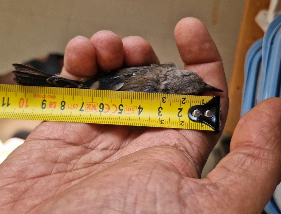 dernière femelle chardonneret noires, Dieren en Toebehoren, Vrouwelijk, Wildzangvogel, Tam