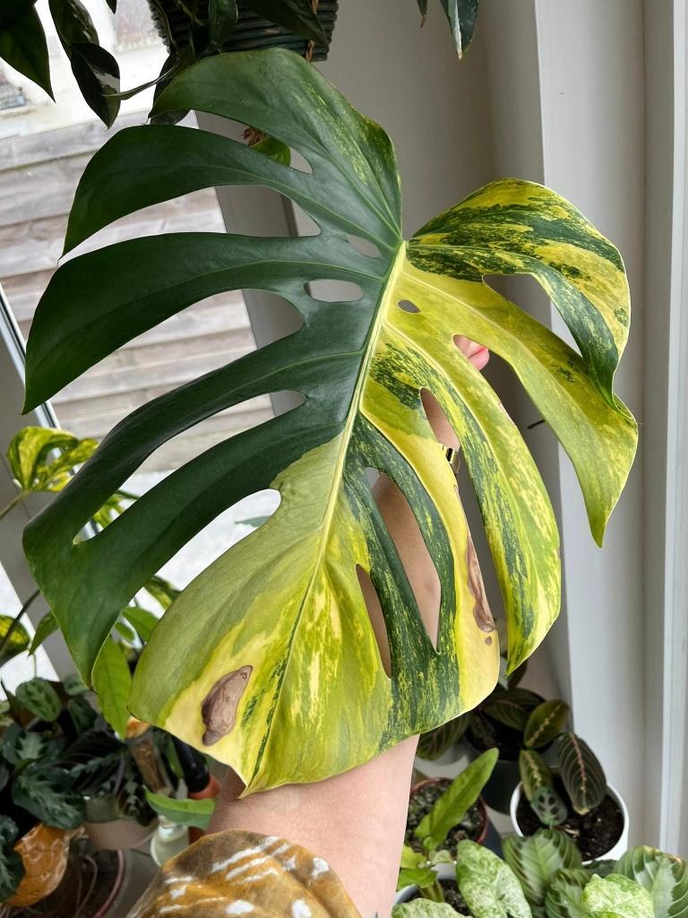 Monstera Aurea Variegated cutting #2, Ophalen