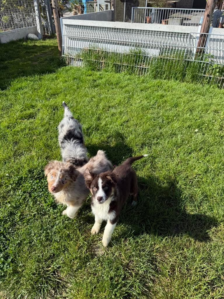 Australische herder pups, Dieren en Toebehoren, Parvo, België, 8 tot 15 weken, Meerdere