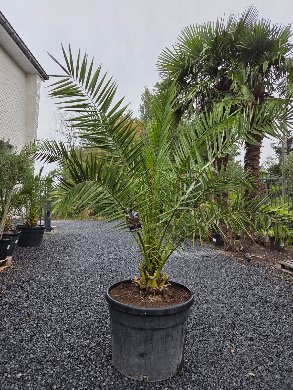 Palmboom Phoenix Canariensis, Ophalen