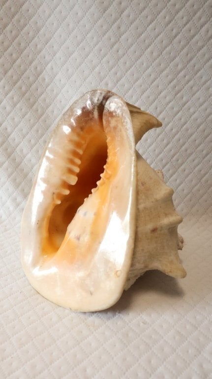 Schelp : Cassis cornuta - gehoornde helmschelp, Verzamelen, Ophalen of Verzenden, Mineraal