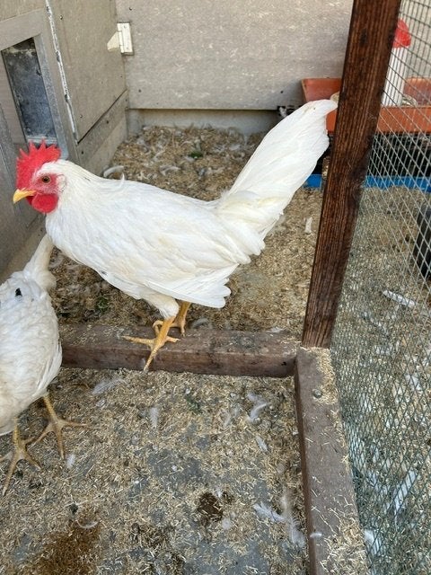 Jonge witte Leghorn Haan van 26/06/2026, Mâle, Poule ou poulet