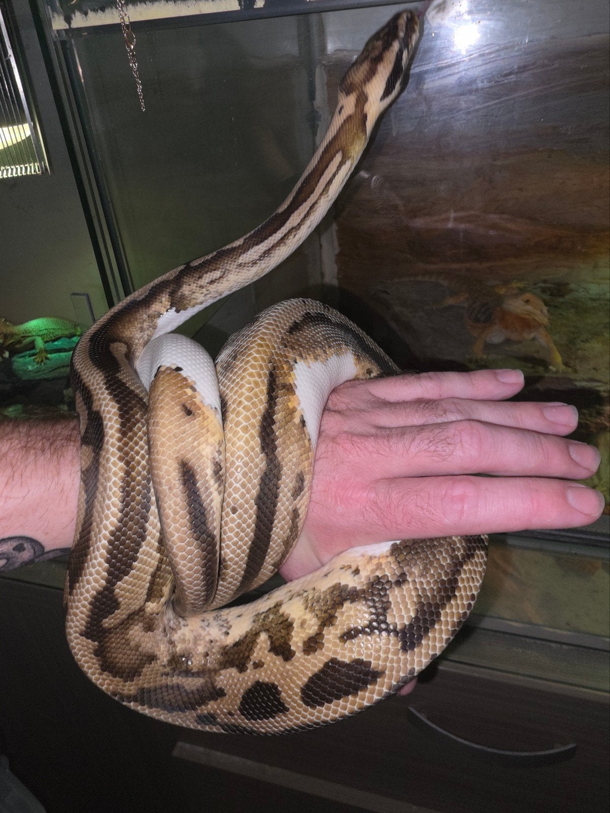 verschillende prachtige koningspythons! Ball Python photo 7