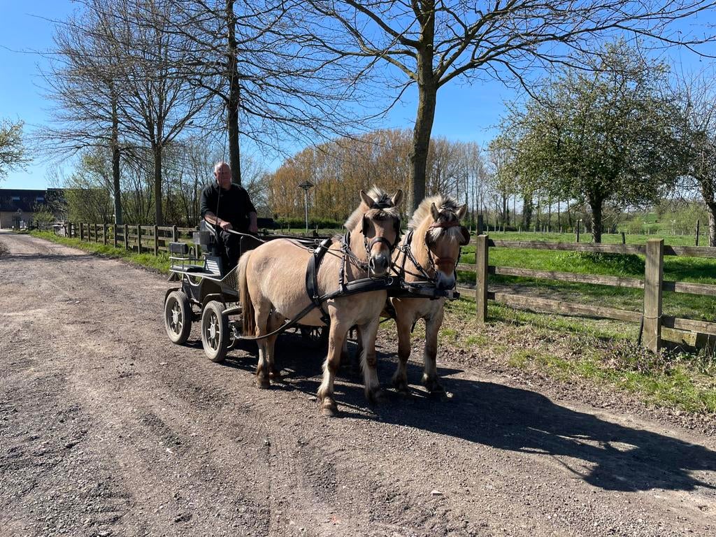 Span Fjorden, Dieren en Toebehoren, Paarden, Minder dan 160 cm, Met stamboom, Ruin, 3 tot 6 jaar