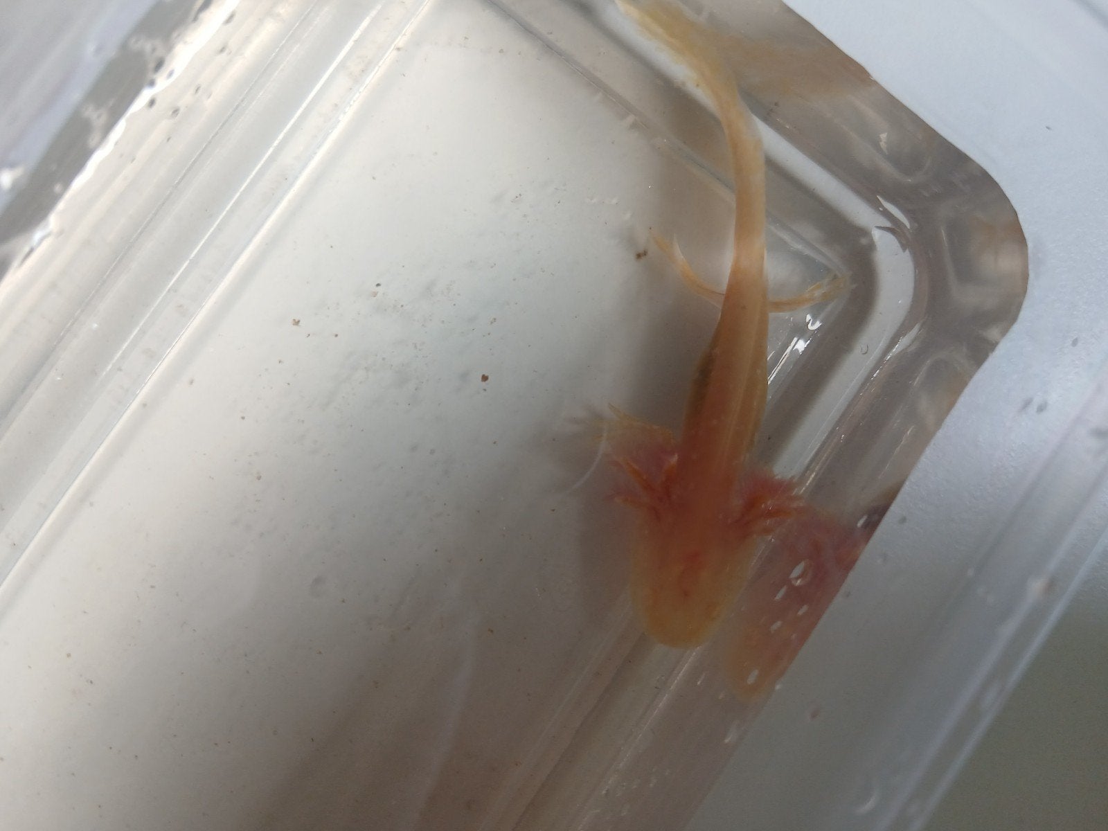 Axolotl