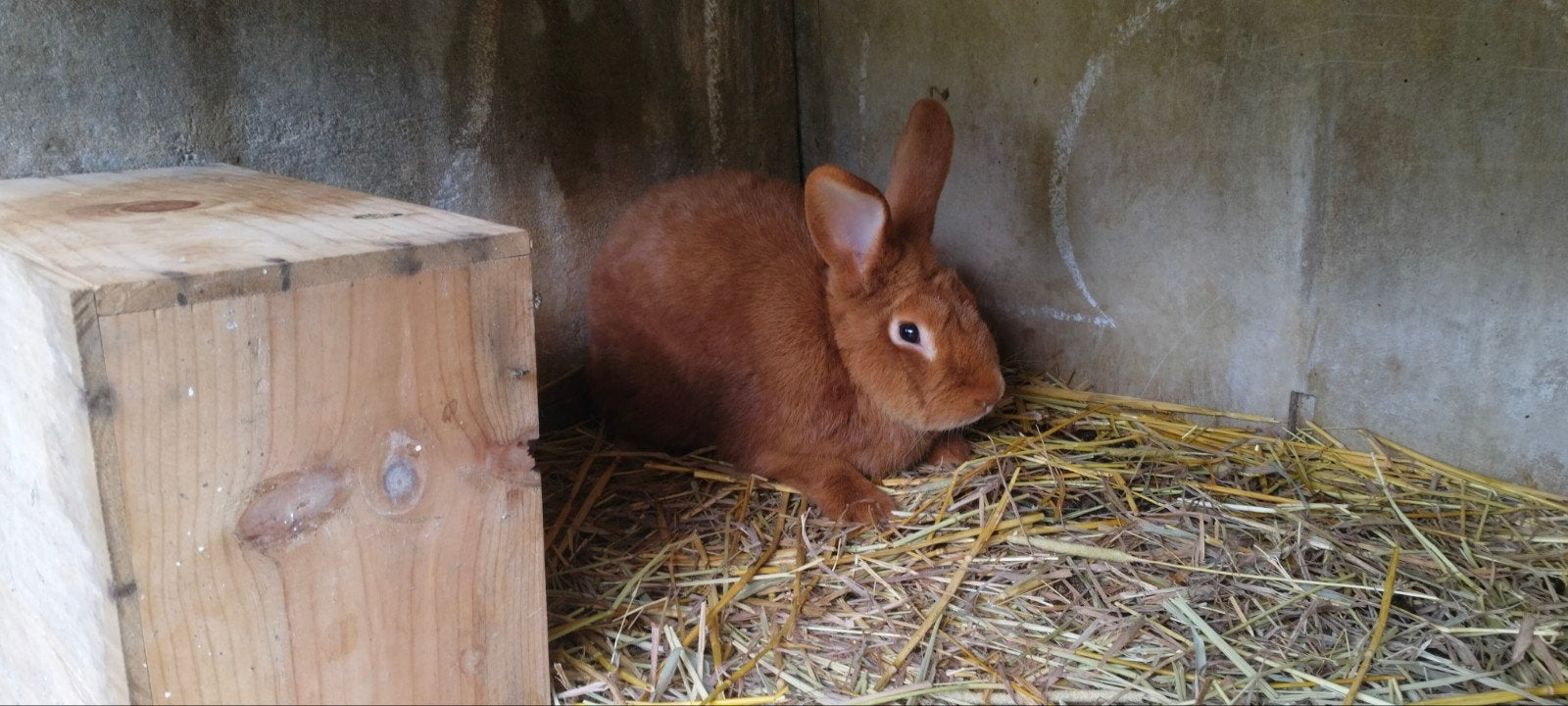 lapins fauve de bourgogne