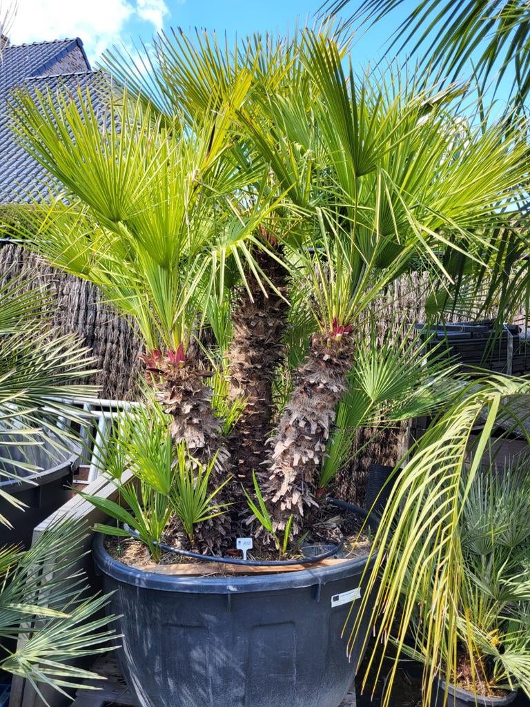 Chamaerops humilis met 6 grote stammen, Tuin en Terras, Ophalen