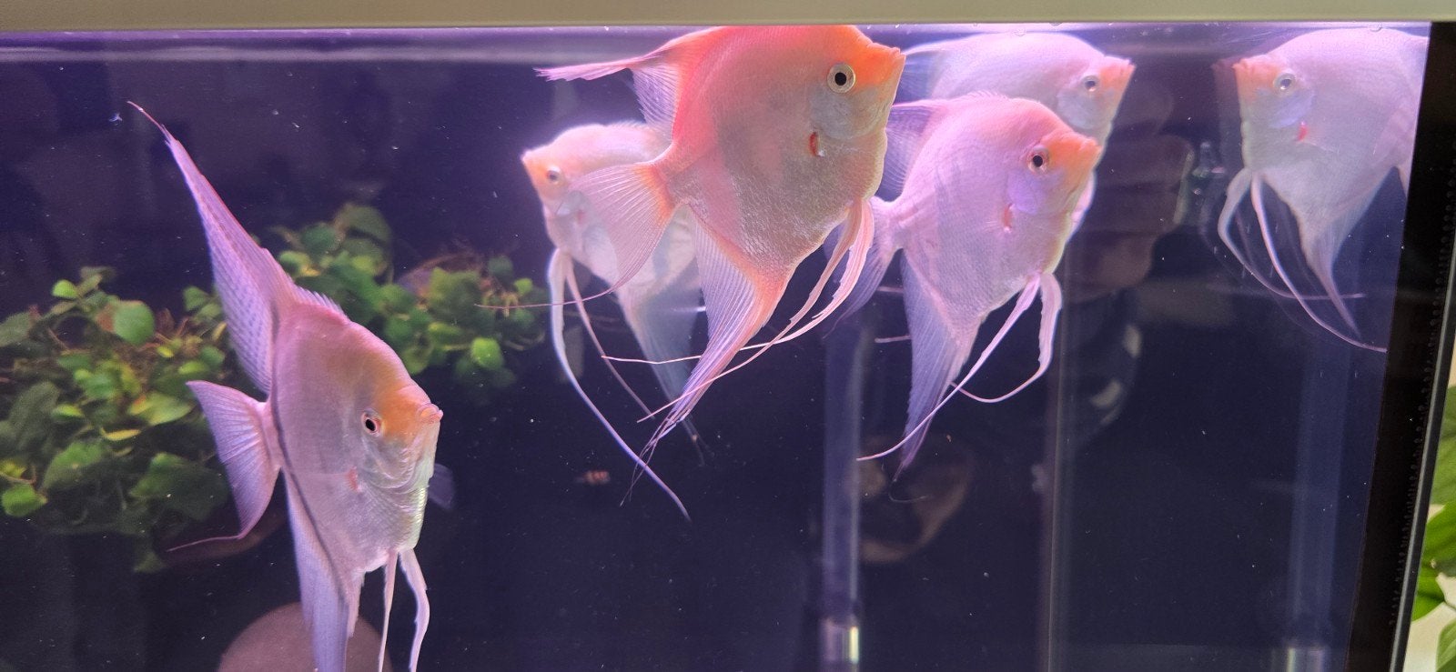 6 grote maanvissen 6 maanden oud, Poisson, Poisson d'eau douce, Banc de poissons