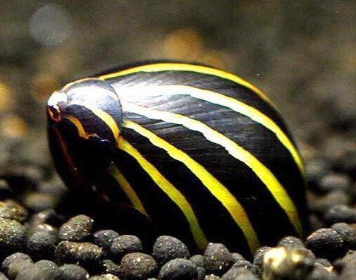 Neritina slakken, Dieren en Toebehoren, Vissen | Aquariumvissen, Slak of Weekdier, Zoetwatervis, Schoolvis