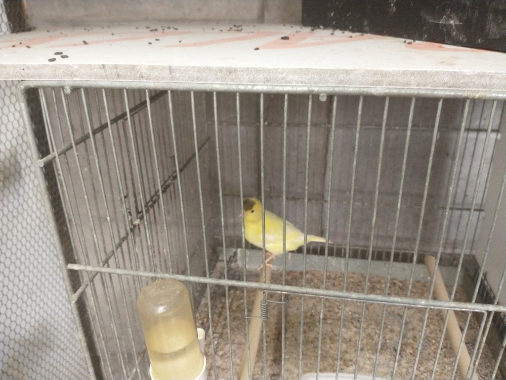 3 jonge Kanarievogels, Animaux & Accessoires, Oiseaux | Canaris, Sexe inconnu, Canari de couleur