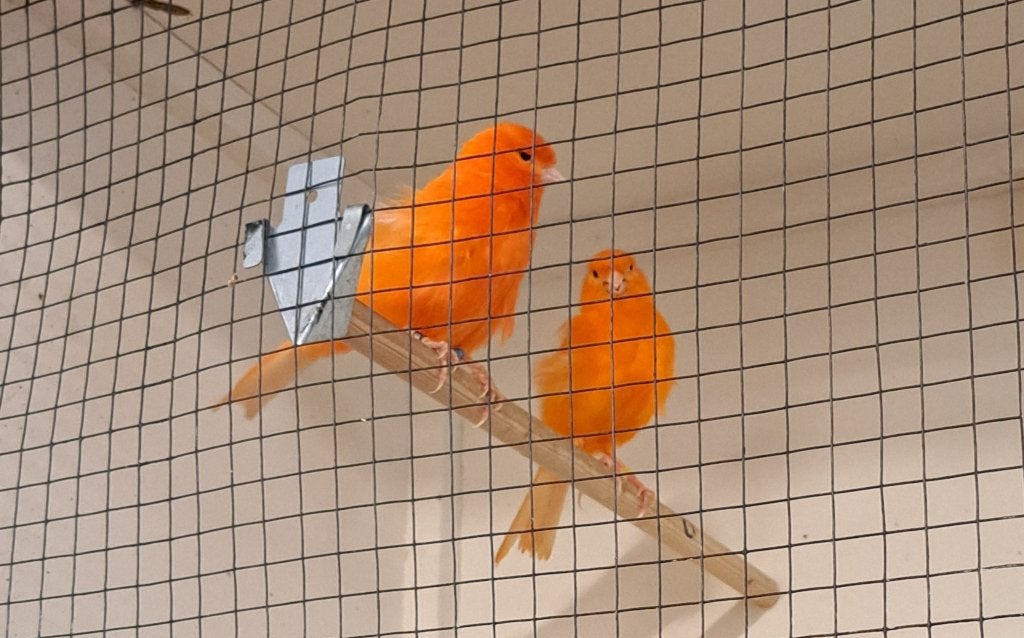 Koppel kanaries, Meerdere dieren, Kleurkanarie