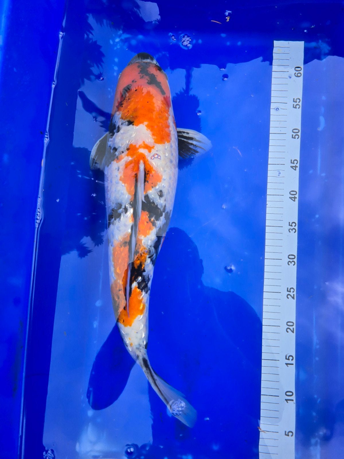 Très belle Ginrin Showa avec une grande construction, certif, Animaux & Accessoires, Poissons | Poissons d'étang