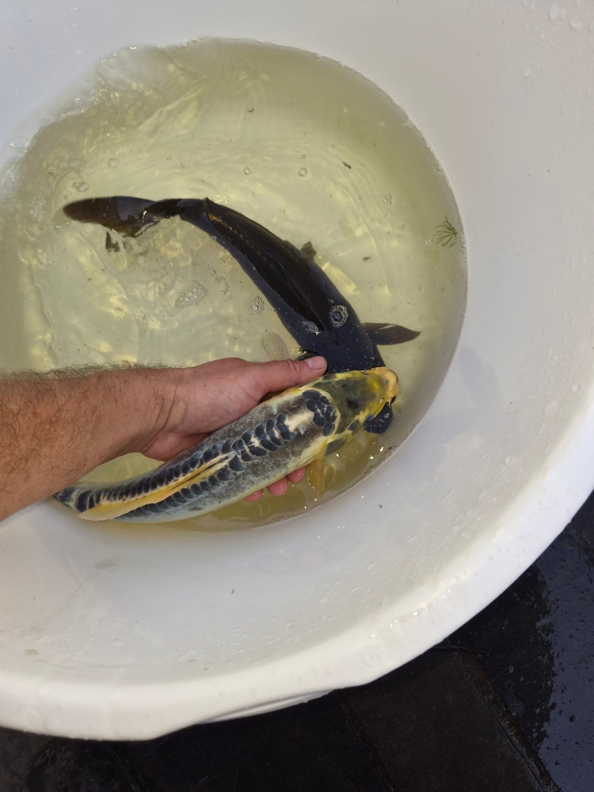 koi +- 30 cm kweek van 2025, Dieren en Toebehoren