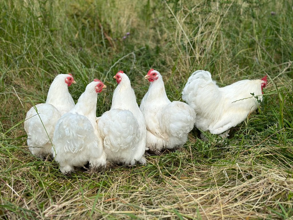 Jonge tamme Cochin kriel Wit gesekst en ingeënt, Dieren en Toebehoren, Vrouwelijk, Kip