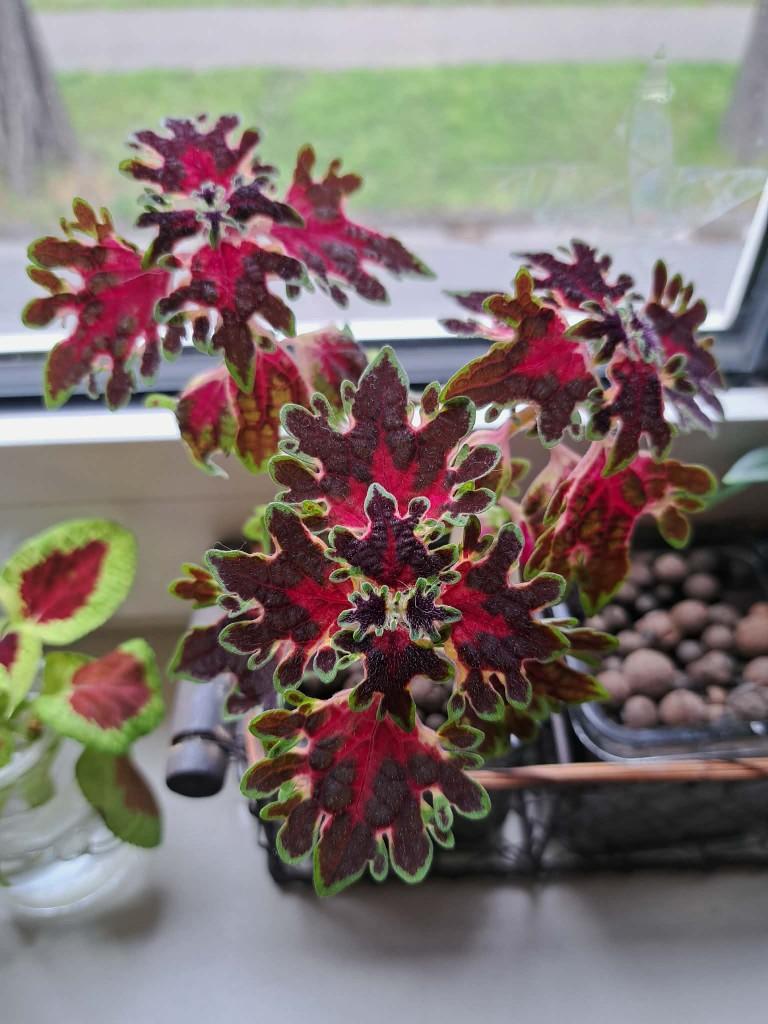 Siernetel stekje (Coleus Inky Fingers), Huis en Inrichting, Kamerplanten, Ophalen, Overige soorten, Volle zon