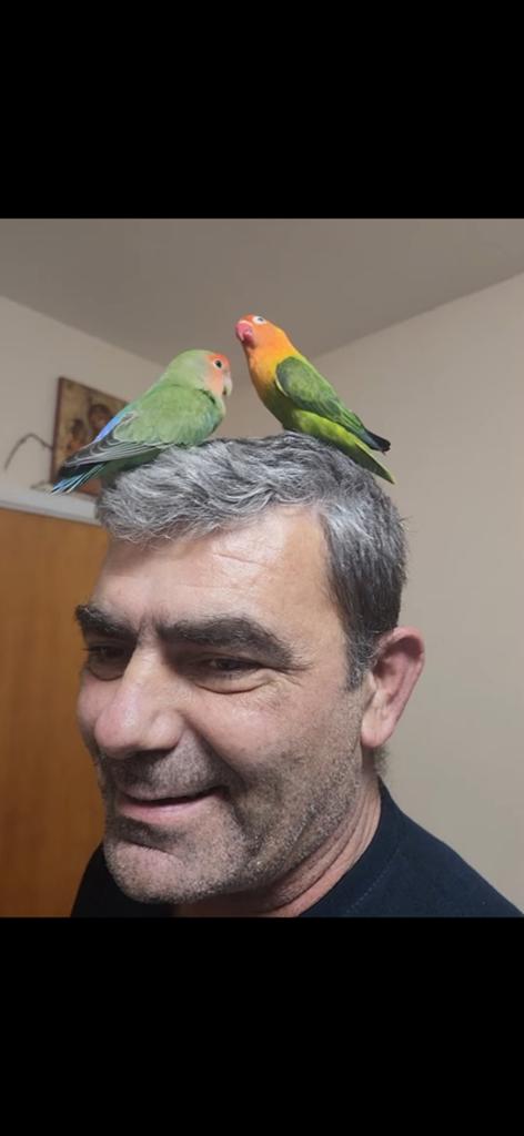 Couple inséparable 2024, Dieren en Toebehoren, Vogels | Parkieten en Papegaaien, Mannelijk