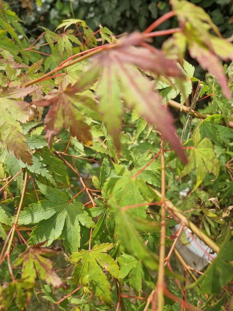 Érable japonais Acer palmatum, Jardin & Terrasse, Autres espèces, Ne fleurit pas, Enlèvement, Plante fixe