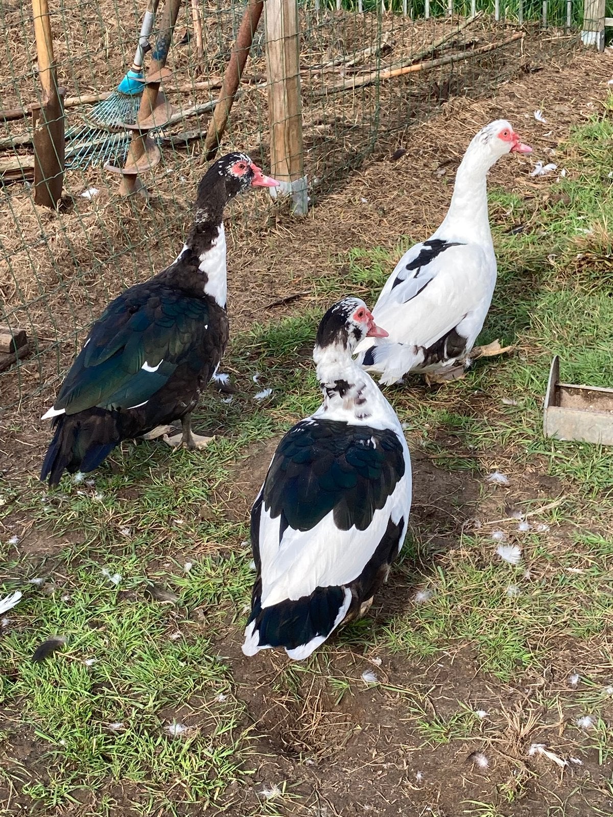Belles barberies lourdes, Animaux & Accessoires, Mâle, Canard