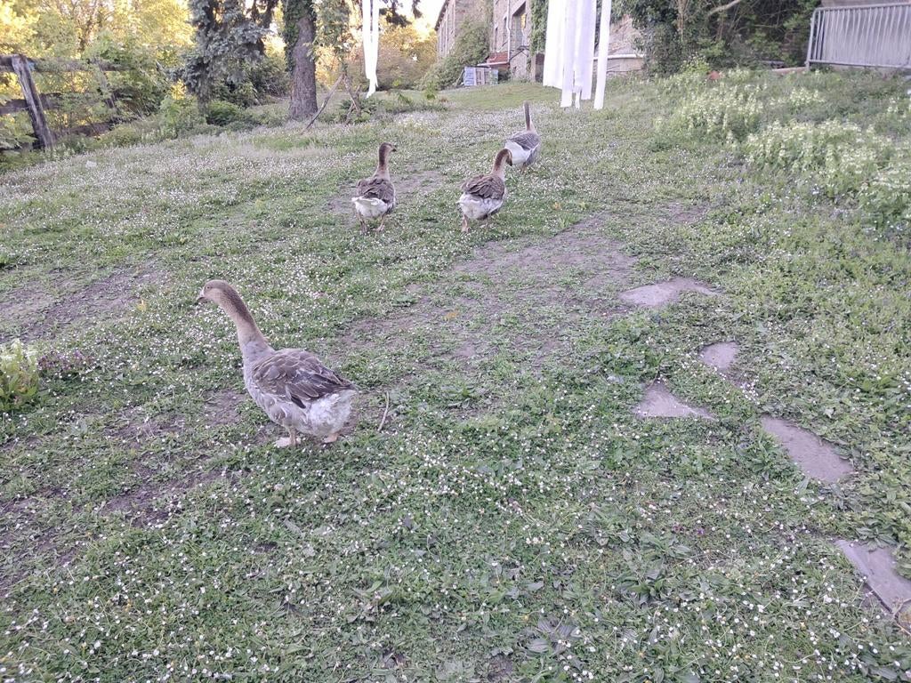 4 ganzen, jong 3 jaar oud 2 1/2 en de moeder 4 jaar oud, Dieren en Toebehoren, Pluimvee